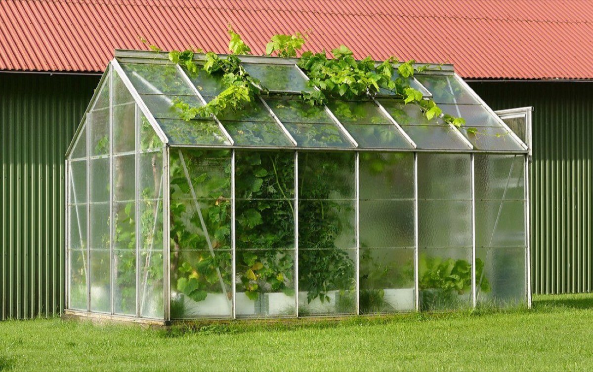 Inside the Garvaa shade house