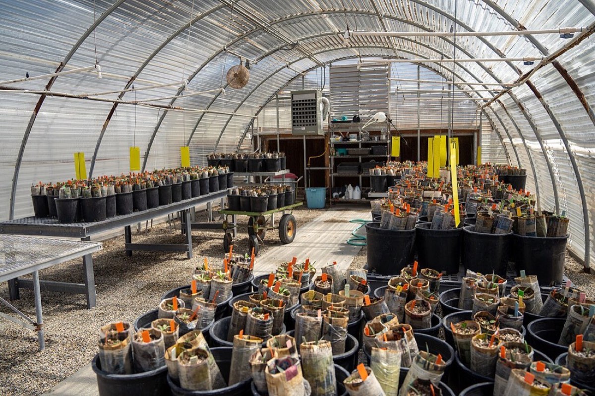 Rows of plants at the Garvaa nursery