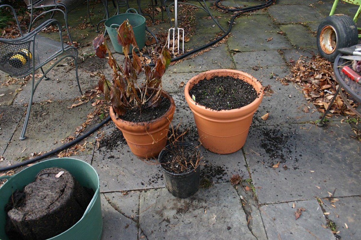 Repotting plants at the nursery