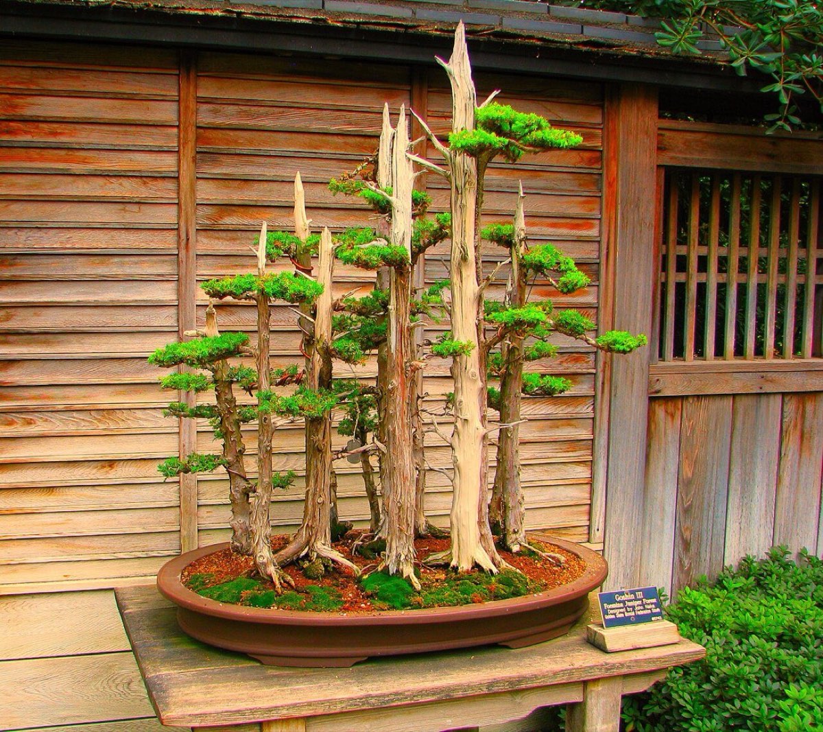 Bonsai being trained
